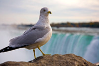Seagull Posing